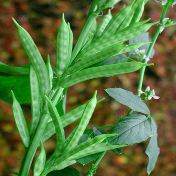 Goma Guar