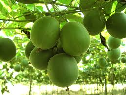 Pure Monk - Extracto Puro de Monk Fruit - PARA BEBIDAS